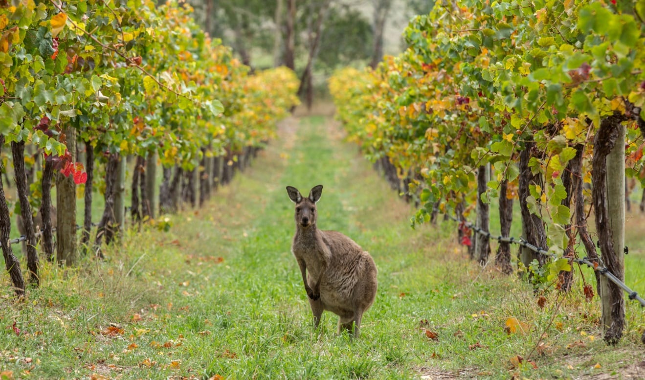 Australian Wine